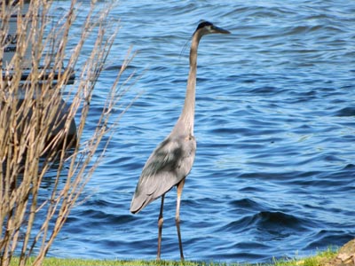A Heron Visits Camp and Center Lakes