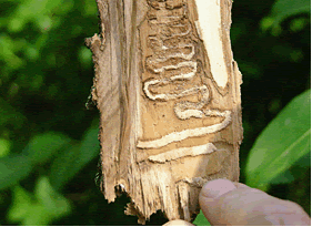 Emerald Ash Borer Invasive Species in Wisconsin Emerald Ash Borer