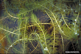 Eurasian Milfoil Invasive Species in Wisconsin Eurasian Milfoil
