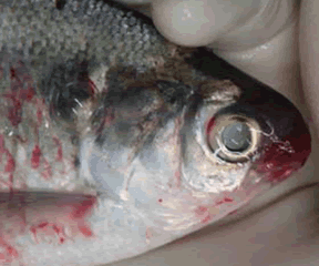 VHS (Viral Herorrhagic Septicmia) Invasive Species in Wisconsin VHS (Viral Herorrhagic Septicmia)